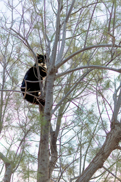 istock a wild cat climbs to safety in a tree on the upper branches. 2191508446