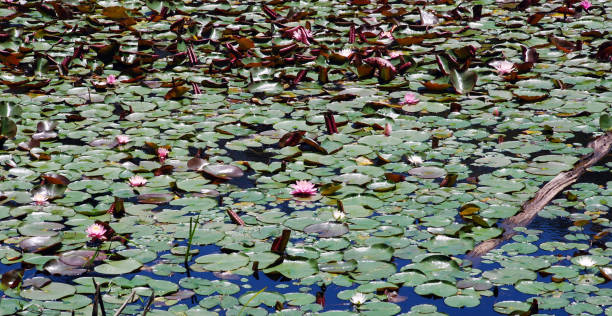 istock Lots of Lilypads 2191510298