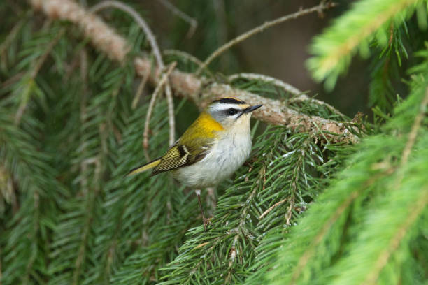 istock Small passerine bird, the Common firecrest looking for food on a Spruce branch during a spring day in boreal forest in rural Estonia 2191511396