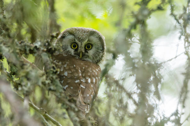 istock A cute Boreal owl perched on a Spruce branch and staring in an old-growth forest in Riisitunturi National Park, Finland 2191511689