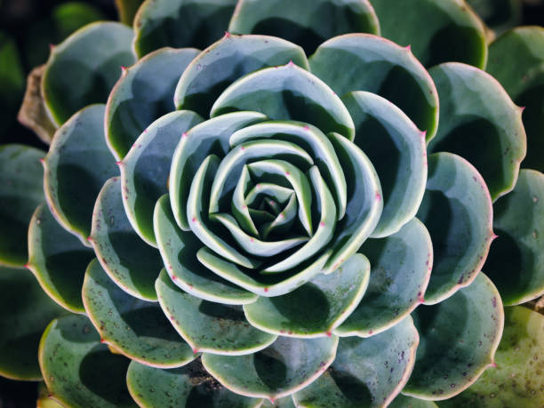 istock 2024: Closeup of Echeveria at night 2191512464