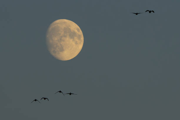 Ducks Migrate Past a Near-Full Harvest Moon