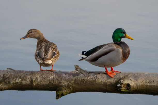 istock Pair of Mated Mallards Resting on a Wetland Log 2191516481