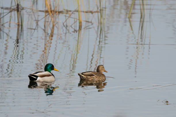 istock Pair of Mated Mallards Resting on a Wetland Log 2191516483