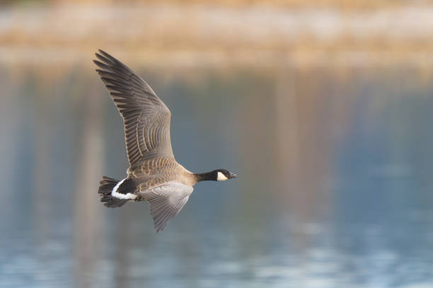 Cackling Goose in Flight Over Wetland Pond