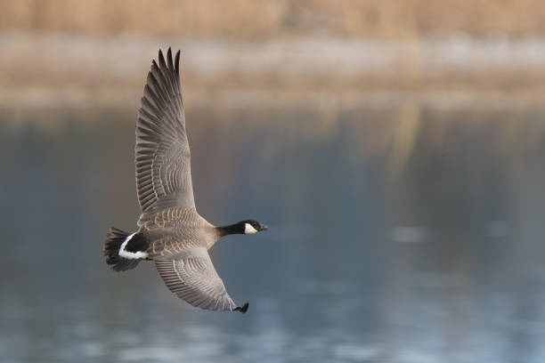 istock Cackling Goose in Flight Over Wetland Pond 2191516487