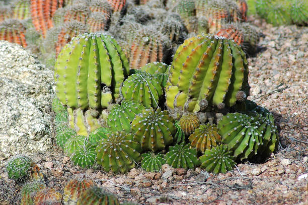 istock close up on round cactus ball in Arizona 2191518190