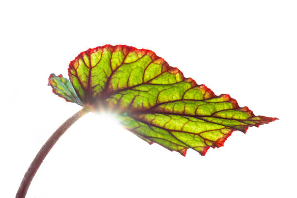 Begonia in the sun