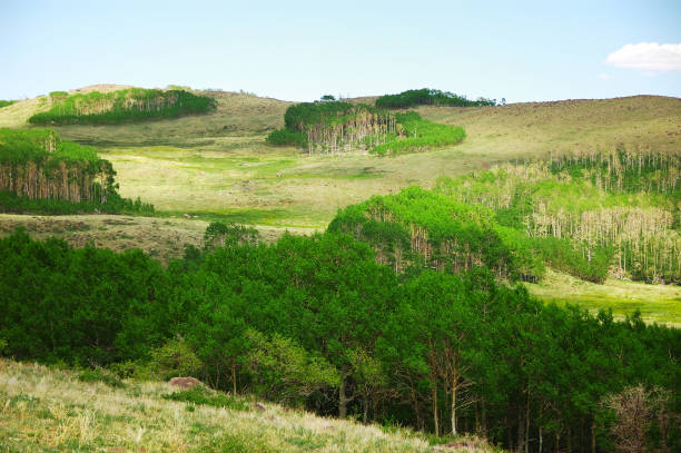 pine forest