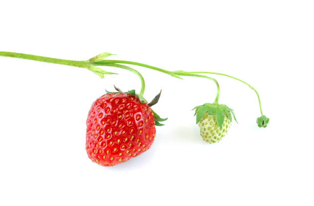 close up on fresh strawberries on white background