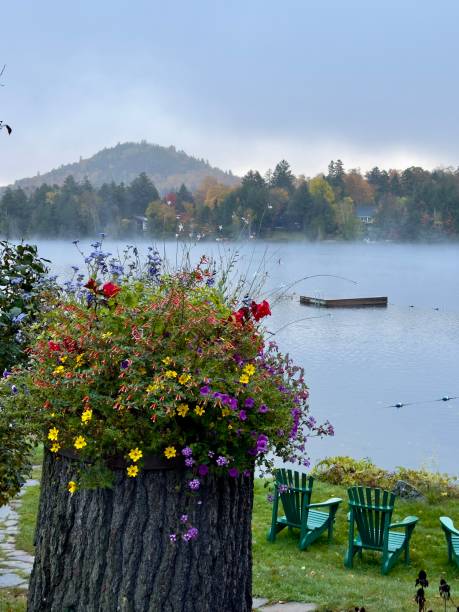 istock Blooming flowers by Mirror Lake 2191518682