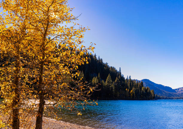 Fall Color at China Cove Beach, Donner Lake Memorial State Park, Truckee, California, USA