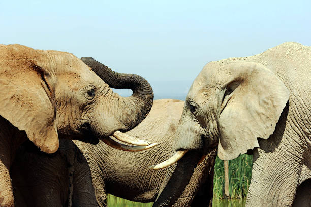 istock Elephants in Harmony Facing Each Other in Kruger National Park- Series 1 2191527274