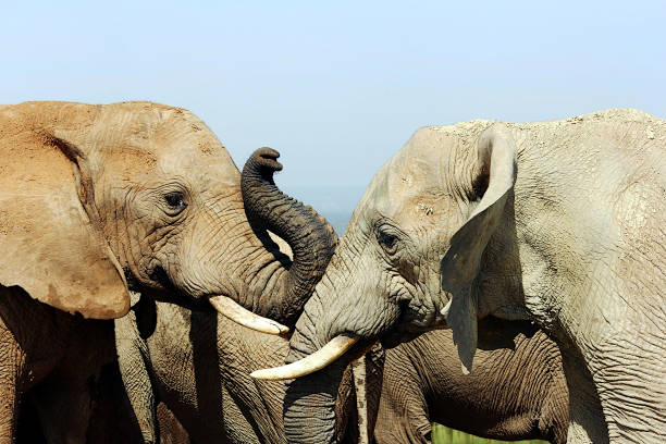 istock Elephants in Harmony Touching Trunks in Kruger National Park - Series 2 2191527275
