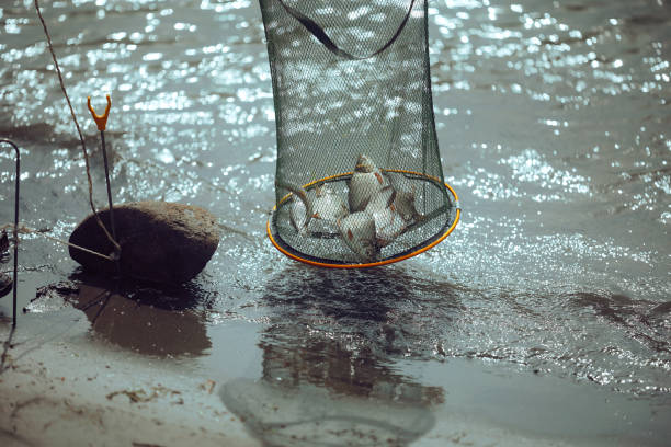 Fishermen in nature using a mesh net to hunt for food