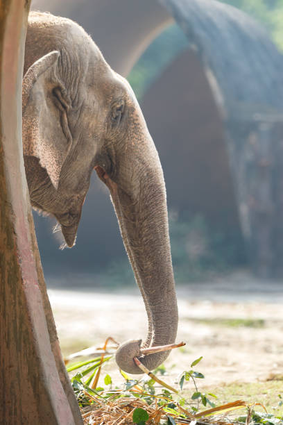 Sri lanka, Matale, April 27, 2016: Close-up eye of an elephant, gray and pink skin