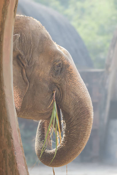 istock Elephant Munching on Sugarcane Close-Up Shot. 2191528640