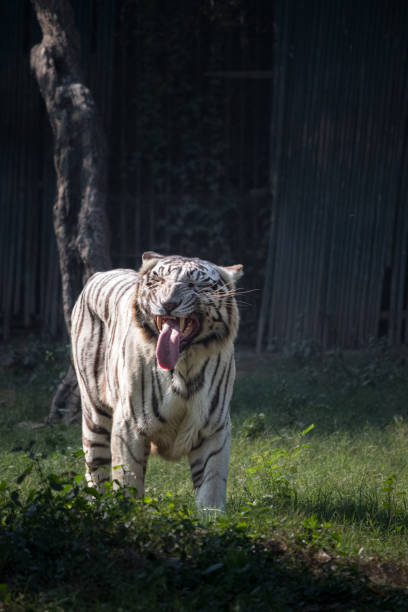 istock White tiger sniffing, making a funny laughing face in a Delhi Zoo 2191528701