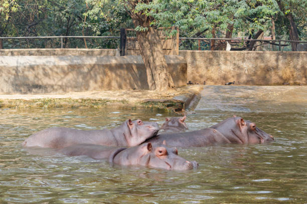 A group of young hippos enjoying themselves while playing in the water