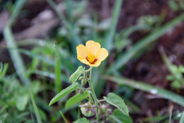 Pseudabutilon virgatum, a native wild species from Argentina that blooms in spring