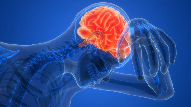 istock Central Organ of Human Nervous System Brain Anatomy 2191530311