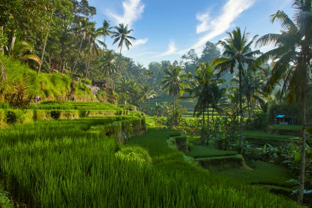 istock Tegallalang Rice Terraces in Bali surrounded by tropical greenery. Iconic paddy fields showcasing traditional farming 2191530608