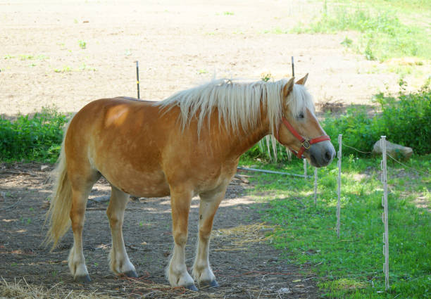 Sunlit Brown Horse Eyeing Camera Close-Up