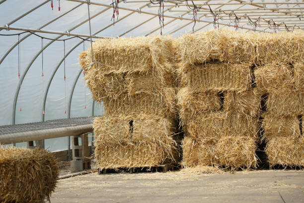 bale of hay stacking inside shed of farm