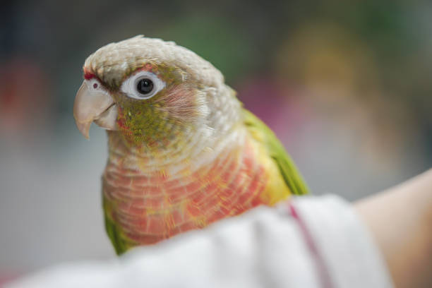 A vibrant close-up of a Green-Cheeked Parakeet, showcasing its colorful feathers and expressive face. Ideal for pet, nature, and wildlife themes.