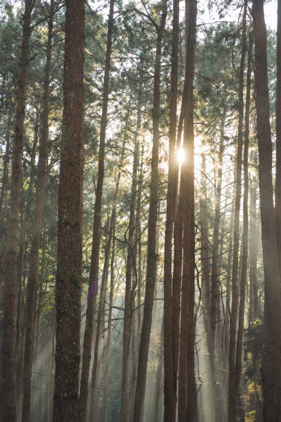 istock travel and people activity concept with hiking in tropical forest with pine tree on mountain 2191532013