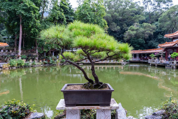 Miniature zen garden with bonsai tree and rocky terrain, showcased in Matthaei Botanical Gardens in Michigan
