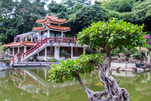 Zen Bonsai Oriental Garden