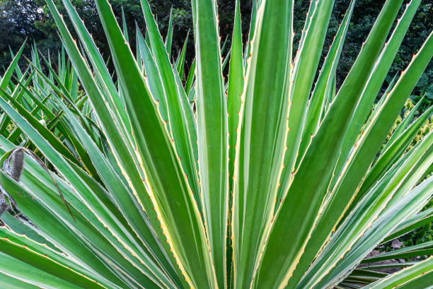 Close-up of an agave plant