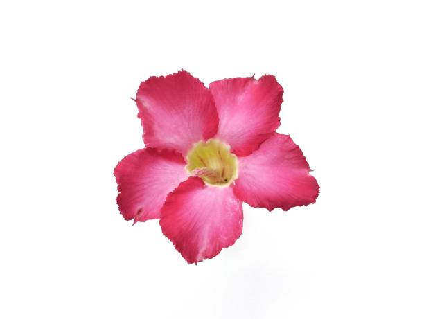 istock Adenium or Frangipani flower isolated on white background 2191533156