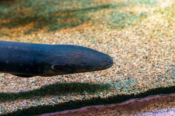 istock Close-up of an Electric Eel in Water 2191533357
