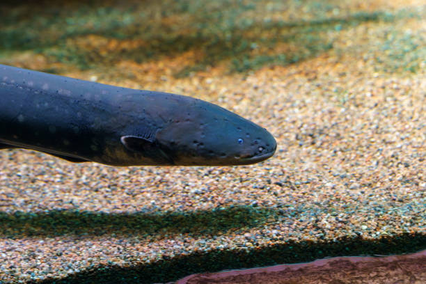 istock Close-up of an Electric Eel in Water 2191533360