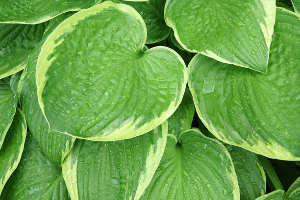 istock green leaves texture with rain drop as nature background 2191533554