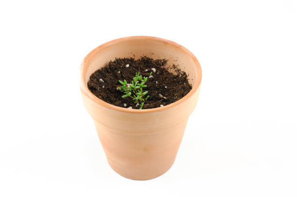 istock seedling plant in flower pot isolated on white background 2191533625
