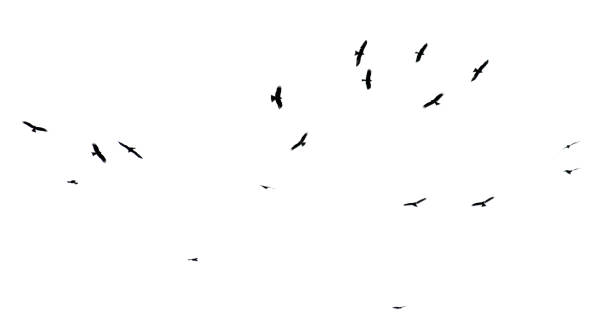 istock A flock of birds in flight isolated on a white background 2191534130