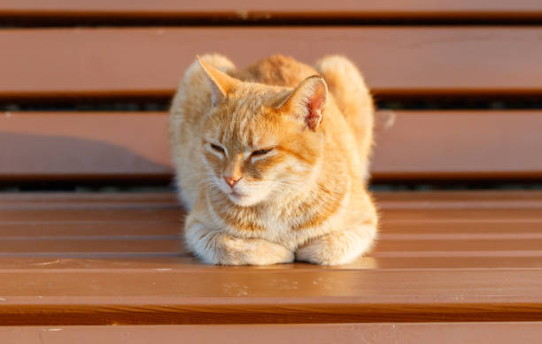 A cat is laying on a wooden bench. The cat is orange and has its eyes closed. The bench is brown and has a wooden surface