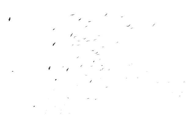 istock A flock of birds in flight isolated on a white background 2191534316