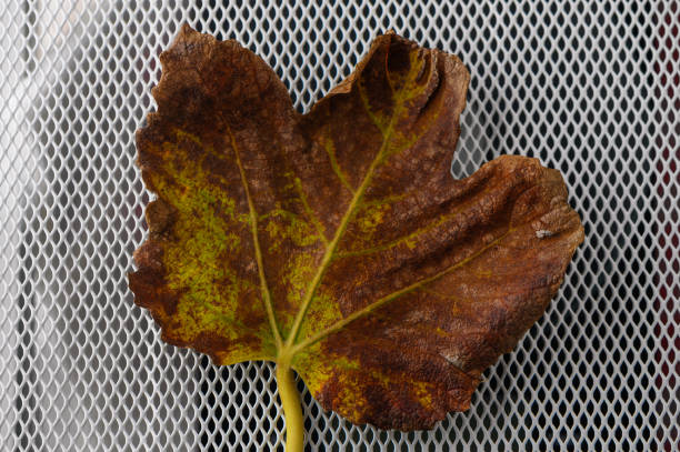 istock Vibrant brown leaf resting on a textured mesh background in soft natural light 2191534525