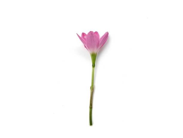 istock Zephyranthes minuta or rain lily flower isolated on white background 2191534569