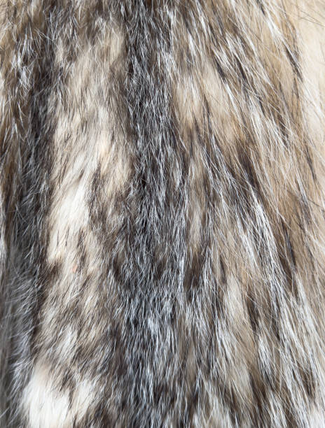 istock A fur coat with a brown and white stripe 2191534577