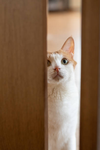 istock Cat peeking through the door gap 2191534709
