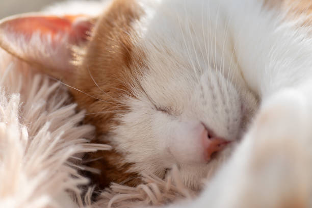 istock Macro shot of a cute cat's sleeping face 2191534780