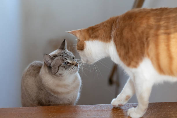 istock Two cats with their faces close together 2191534926
