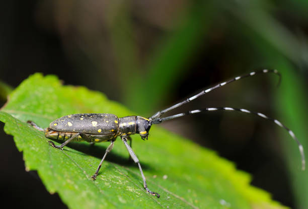 Yellow spotted longhorn beetle sunbathing (Psacothea hilaris, Kiboshikamikiri. Wildlife closeup macro photograph)
