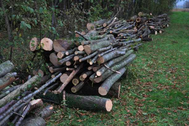 istock Many stacks of tree trunk near a tree plantation 2191535835