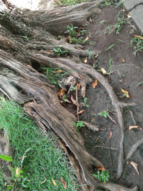 istock Exposed Tree Root System with Green Plants Growing Nearby Outdoors 2191536222